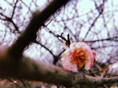 -香雪海