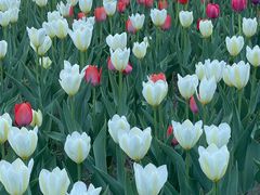 -长春公园(普阳街道)