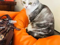-平行世界·猫咖(首经贸店)