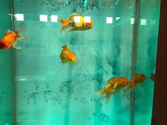 -北戴河圣蓝海洋公园