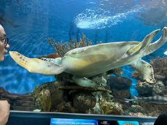 -上海海洋水族馆