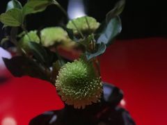 -初花·日本料理