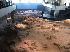 -自贡恐龙博物馆