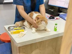 -四月宠物医院·猫专科·心脏专科·内科(转塘店)