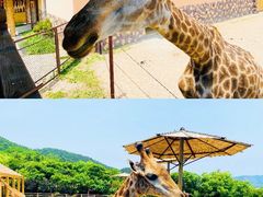 -青岛森林野生动物世界