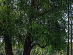 -南宁良凤江国家森林公园