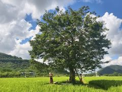 -风云岭森林公园
