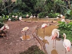 -海南热带野生动植物园