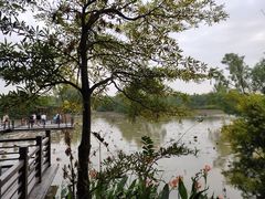 -大湾区中央湿地公园