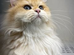 -lincat·猫舍(广州店)