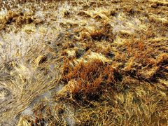 -泸沽湖国家级风景名胜区走婚桥