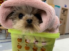 -瑞派名望24h动物医院异宠专科·猫专科·骨科·重症监护分院