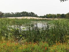 -东郊湿地公园