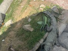 -上海野生动物园