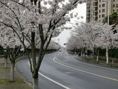 -高东镇樱花园
