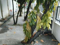 -Belice Chocolate Kingdom