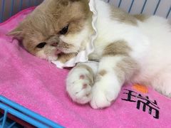 -瑞鹏宠物医院·宠保定点·心脏科·内科(御桥分院)