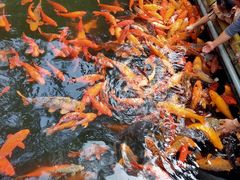 -千岛湖东南湖区