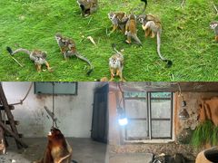 -合肥野生动物园