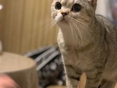 -猫色咖啡·猫咖