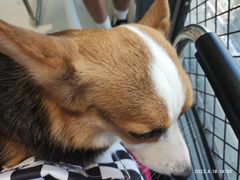 -怪兽屋·羊驼·猫咖·狗咖(俊华广场店)