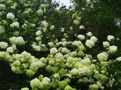 -铁山坪森林公园