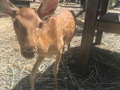 -鹿境梅花鹿生态园区
