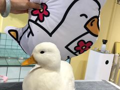 -RU DUCK柯尔鸭公社·撸鸭俱乐部·羊驼·小香猪