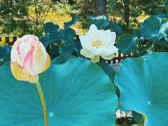 -莲花池公园