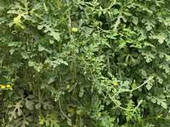 -庞各庄翠芳园西瓜蔬菜基地采摘园