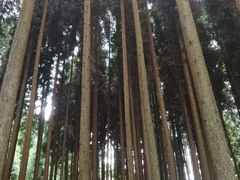 -武陵山森林公园