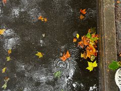 -张胖子特色大盘鸡(二十九号街坊店)