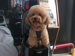 -乐琪宠物医院·犬猫专科·骨外科·急重症
