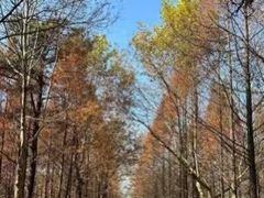 -渡海小渔村.老辈日照菜