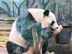 -深圳野生动物园