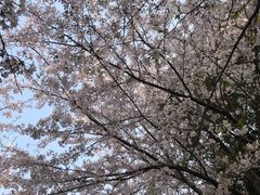 -高东镇樱花园