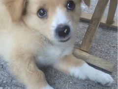 -芭比堂动物医院·犬猫全科·异宠专科(雁塔分院)