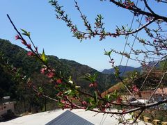 -王顺山国家森林公园