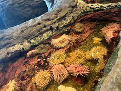 -西雅图水族馆