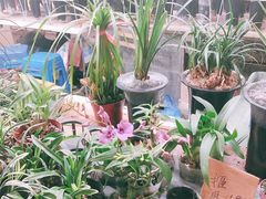 -万商花鸟市场