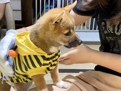-逗柴咖啡屋·狗咖猫咖宠物桌游