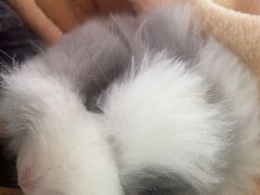 -猫猫幼稚园·撸猫·桌游·电玩