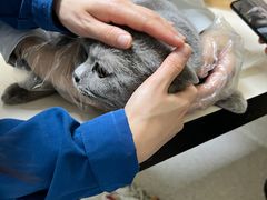 -谐和贝康宠物医院24小时·宠保定点(急重症转诊中心)