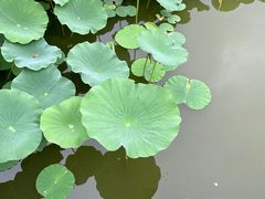 -莲花池公园