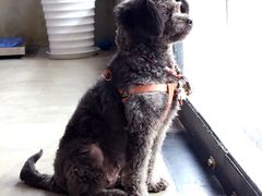 -八公叔叔宠物美容连锁(春申店)