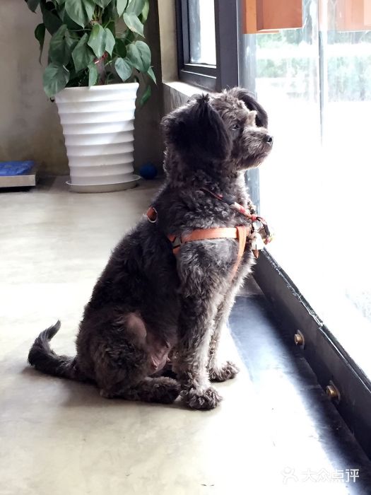 八公叔叔宠物美容连锁(春申店)图片