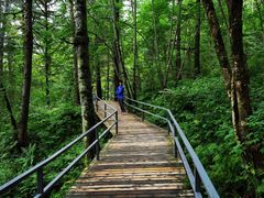 -五营红松林海景区