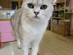 -Sweet cat·星愿猫咖(国贸大厦店)