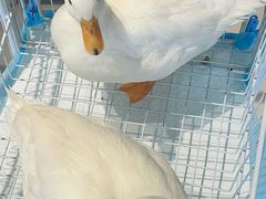 -怪兽屋·羊驼·猫咖·狗咖(俊华广场店)