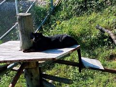 -西霞口神雕山野生动物世界